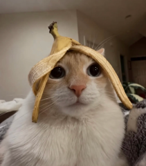 幼猫肠胃弱不知怎么选猫粮？全网猫粮测评告诉你幼猫吃什么猫粮好