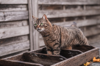 品牌门户网哪款猫粮好？希喂、阿飞和巴弟、诚实一口猫粮全面对比